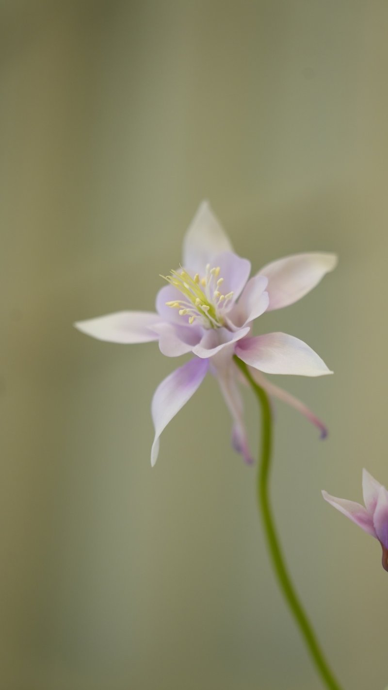 生徒募集中／ハンドメイドクレイフラワーアート——アクイレギア ペア割引あり（平日限定） - 華道・生け花教室 - 粘土 