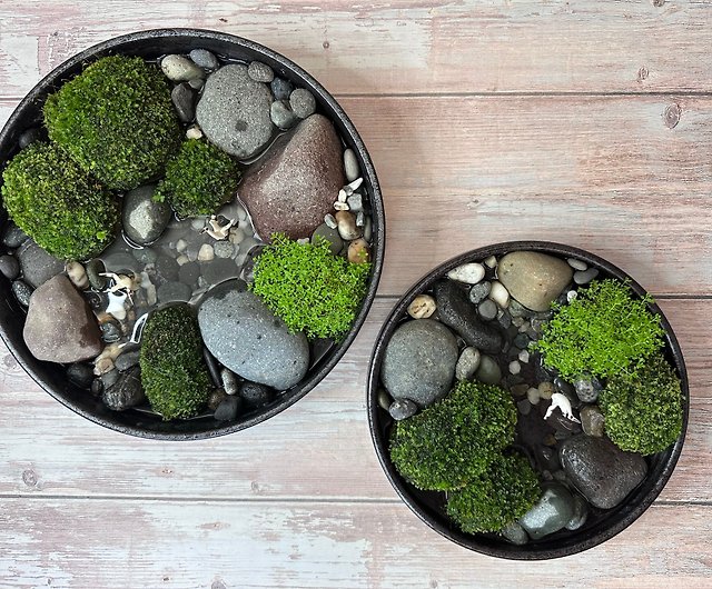 a landscape style terrarium with moss balls, pebbles and rocks for