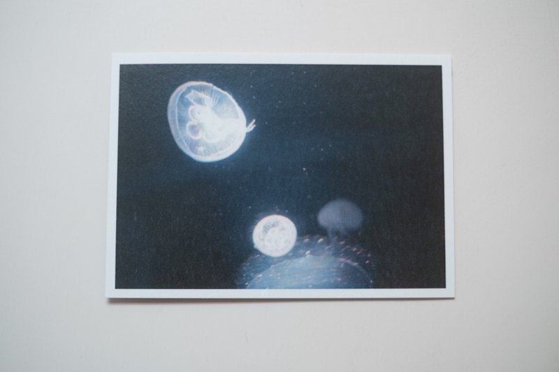 Photo postcard—Jellyfish - Cards & Postcards - Paper 