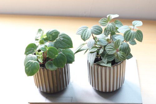 植物蔓蔓 l 水培植栽專賣 土培植栽│心願椒草 室內植物 辦公室盆栽 店內佈置 送禮