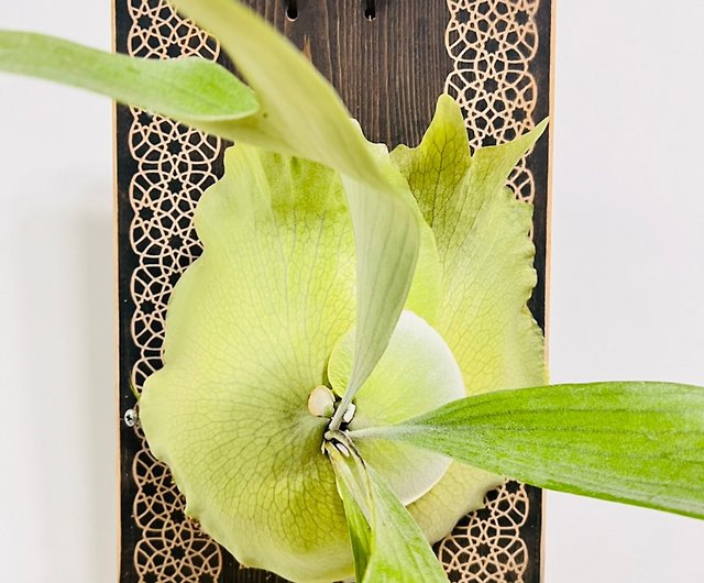He Qimei staghorn fern upper plate forest department wall planting  graduation new residence completion opening ceremony - Shop vitadesign8899  Plants - Pinkoi