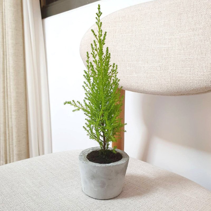 植物 香冠柏 室內盆栽 防蚊 檸檬香 - 盆栽/植栽 - 水泥 綠色