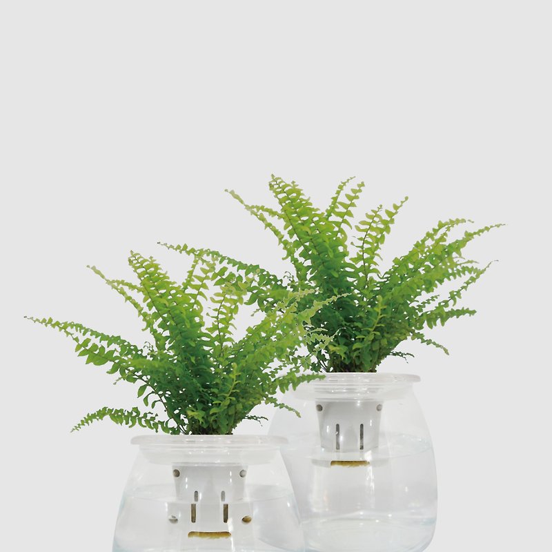│ Glass Series │ Boston Fern-Kidney Fern Hydroponics - Plants - Plants & Flowers 