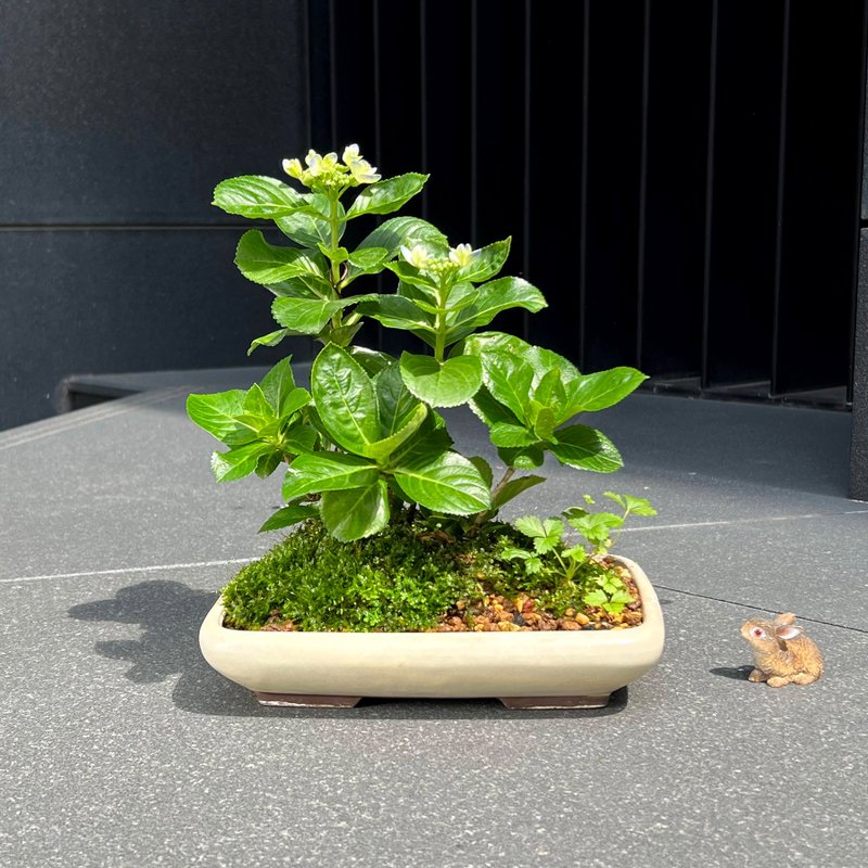 日本紫陽花∣金平糖 意境盆栽 開花中 - 植栽/盆栽 - 陶 