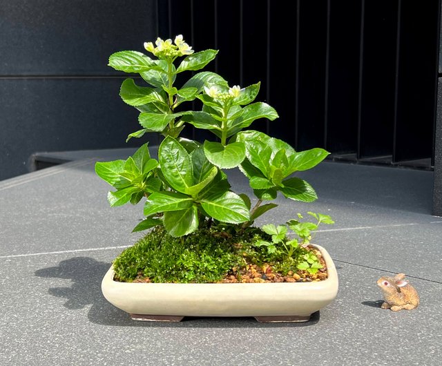 日本紫陽花∣金平糖意境盆栽開花中mu bonsai 翠庭｜盆栽/植栽