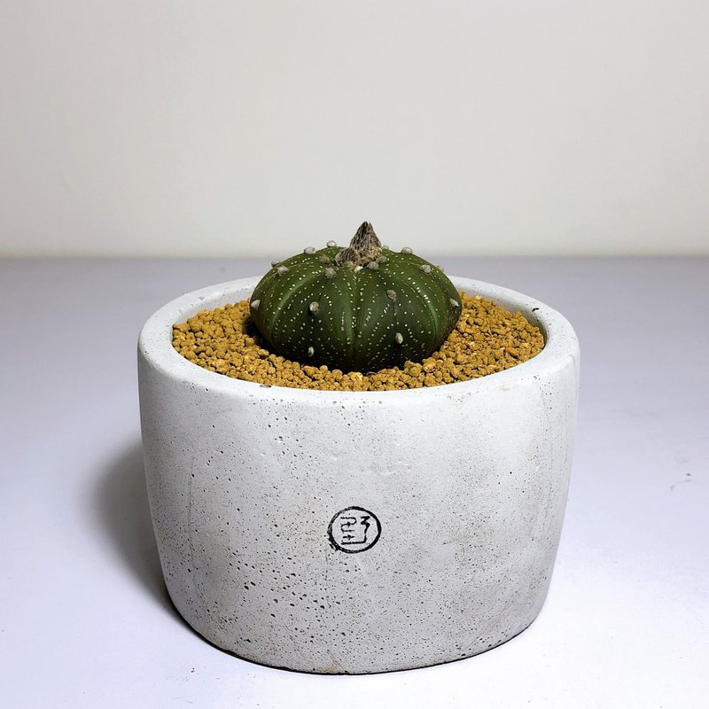 大圓盆 星兜 - 盆栽/植栽 - 植物．花 灰色