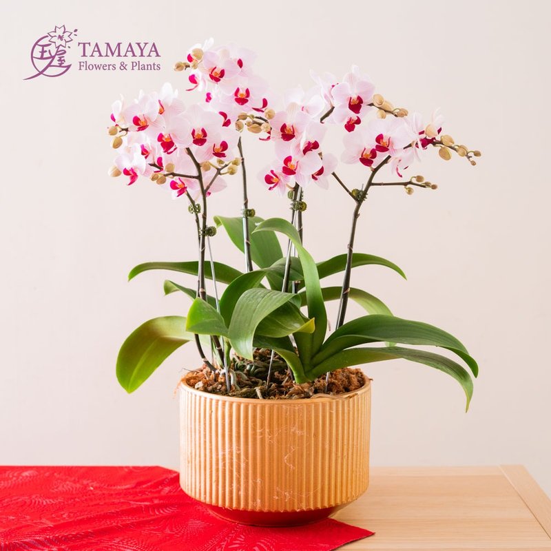 [New Year Style] No. 1 Phalaenopsis | 2 plants - ตกแต่งต้นไม้ - พืช/ดอกไม้ สีแดง