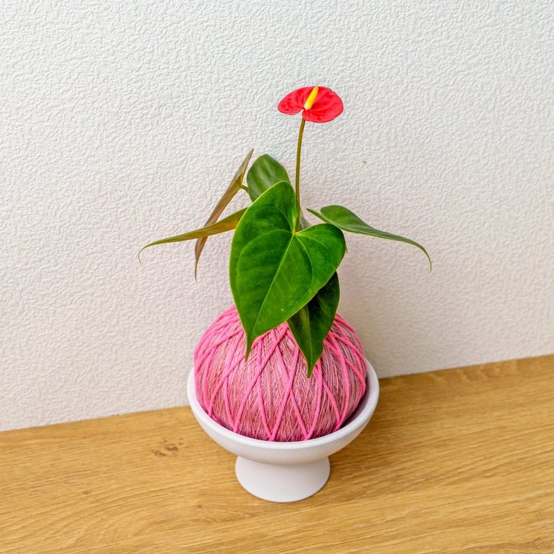 苔球植物 紅火鶴粉色苔球加磨砂高腳缽 苔球 苔玉 禮物 - 盆栽/植栽 - 植物．花 綠色