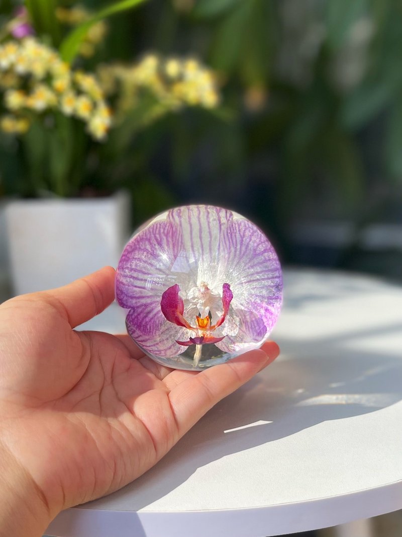 粉色蝴蝶蘭真花標本擺件 植物禮物 - 擺飾/家飾品 - 植物．花 