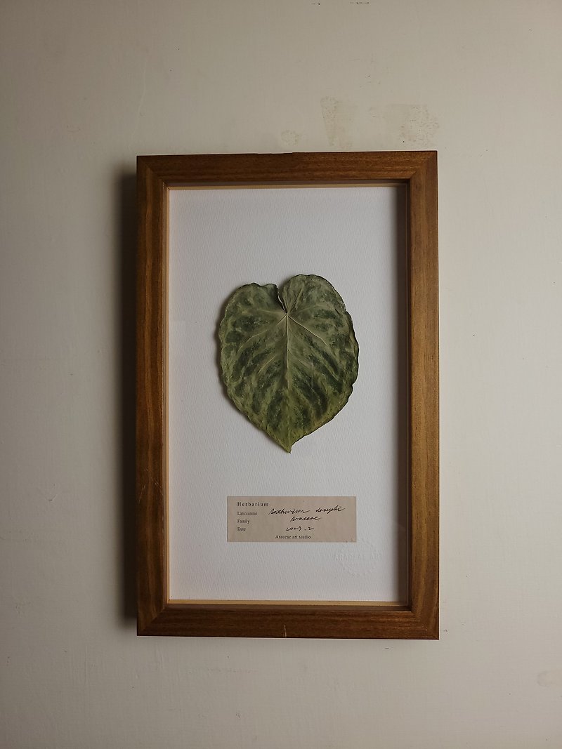 Anthurium dorayaki Herbarium - Wall Décor - Wood 