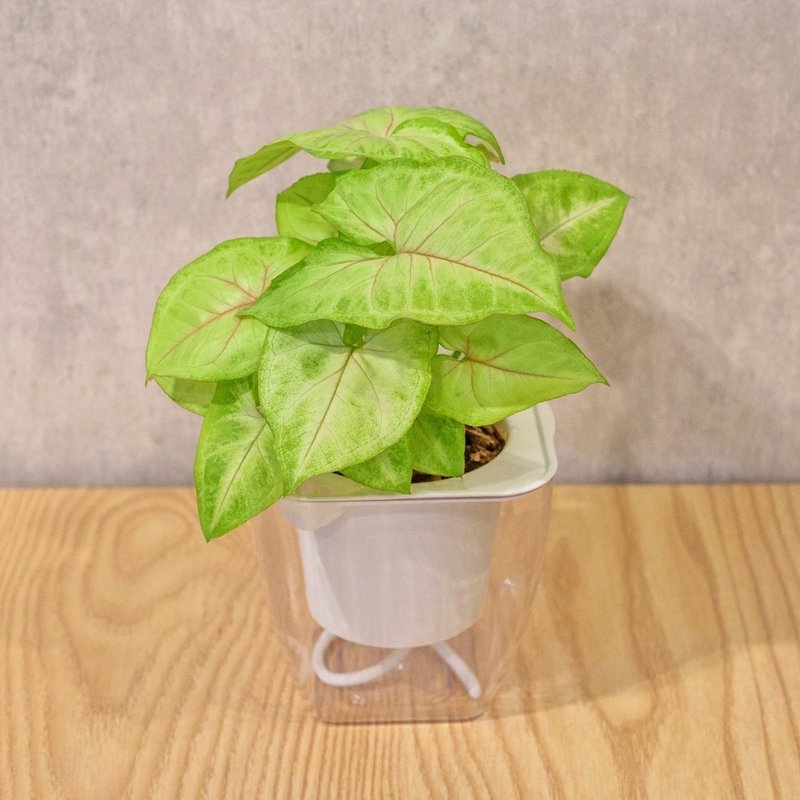 Water-free square potted plant indoor plant foliage plant gift potted plant - ตกแต่งต้นไม้ - พืช/ดอกไม้ 