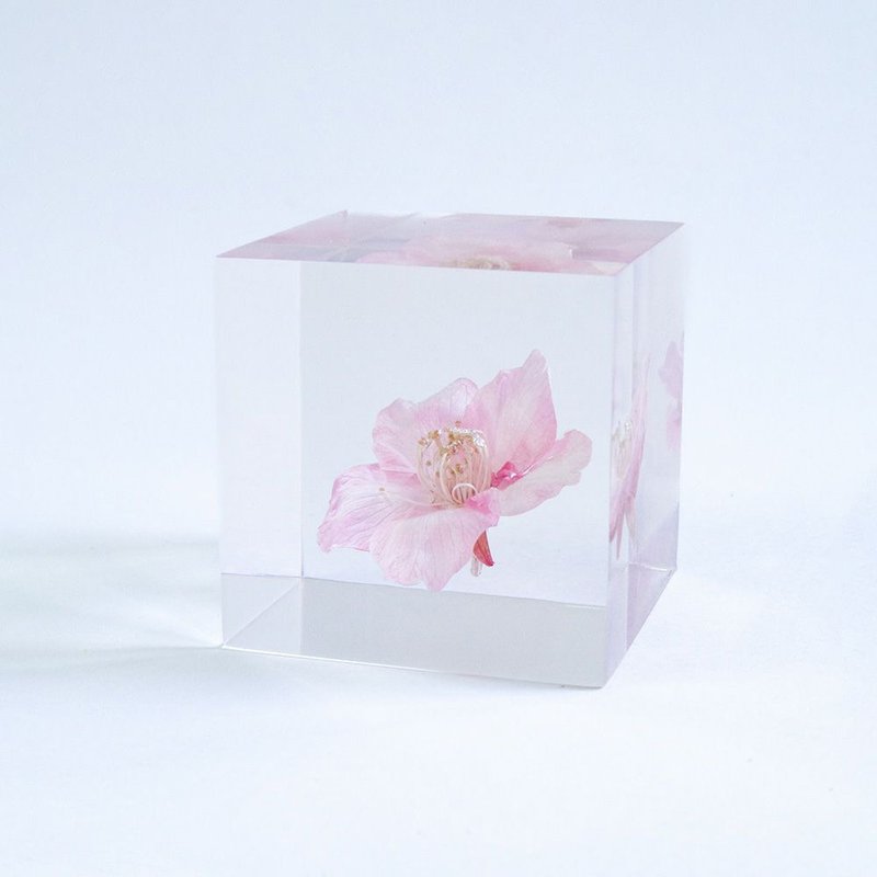 Sola cube Kawazu Sakura cube_entrusted with longing, purity and indifference - Items for Display - Plants & Flowers Transparent