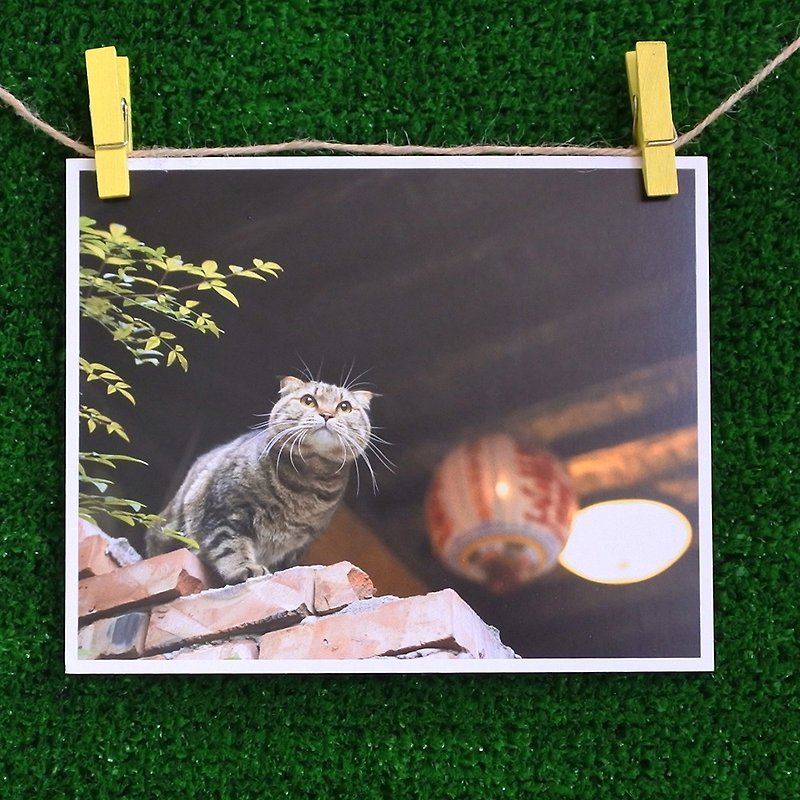 3猫屋猫写真ポストカード（写真：猫夫人）–ミス - カード・はがき - 紙 
