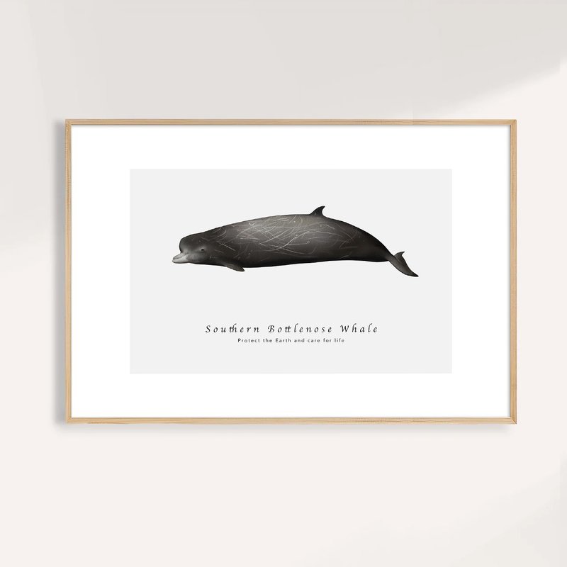 南瓶鼻鯨 Southern Bottlenose Whale / 海洋動物插畫掛畫 - 海報/掛畫/掛布 - 紙 