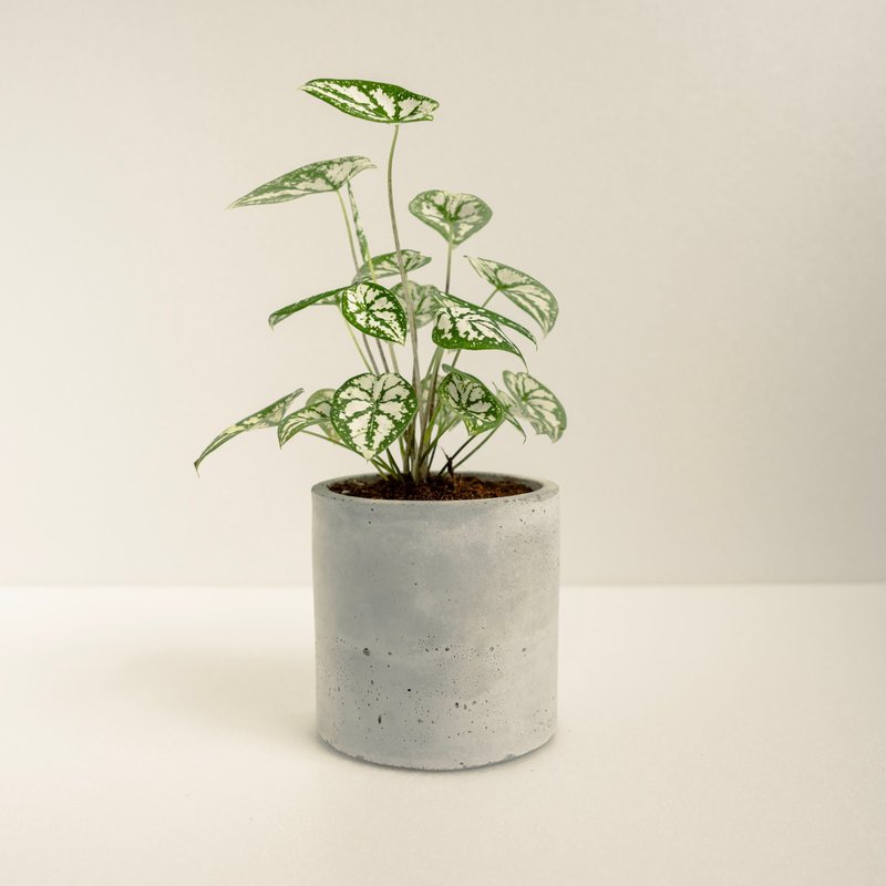 雪天使彩葉芋│泥作系列│福所栽 - 盆栽/植栽 - 水泥 白色