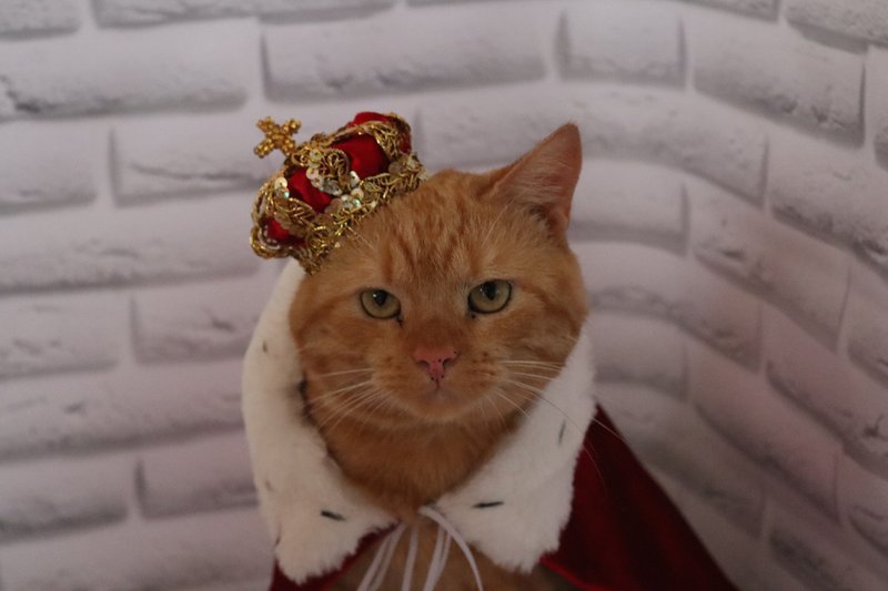 Set of Royal Crown and Velvet Cape for Pets | Birthday Crown For Animals - Clothing & Accessories - Other Materials Red