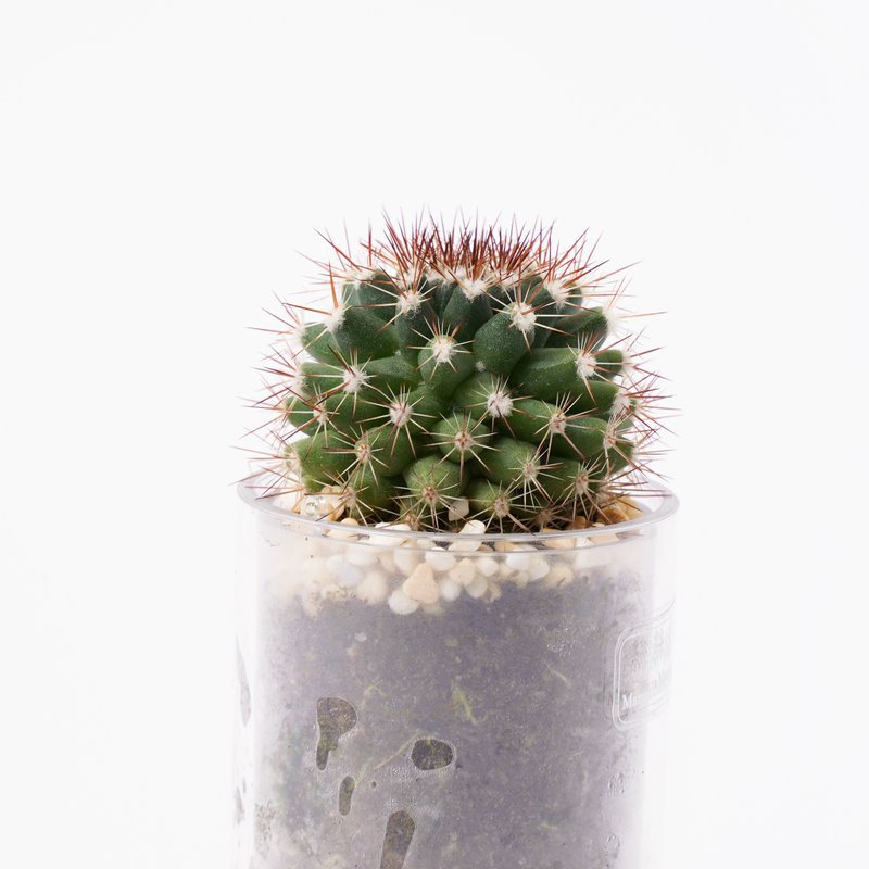 【Sisiwan】Succulent Plant Intelligent Pot | - ตกแต่งต้นไม้ - พืช/ดอกไม้ 