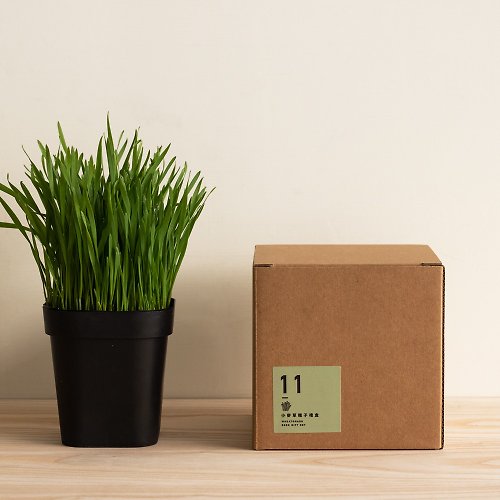 小菜一盆 laiveitsai 小麥草種子組合禮物盒 (附小卡片)