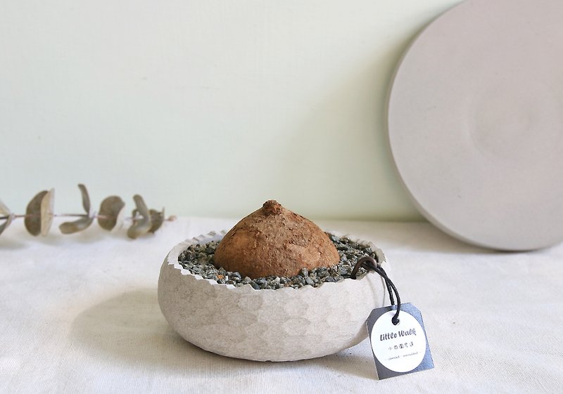 Round Leaf Mountain Turtle•Classic round-edged Cement potted root plant - Plants - Cement Gray
