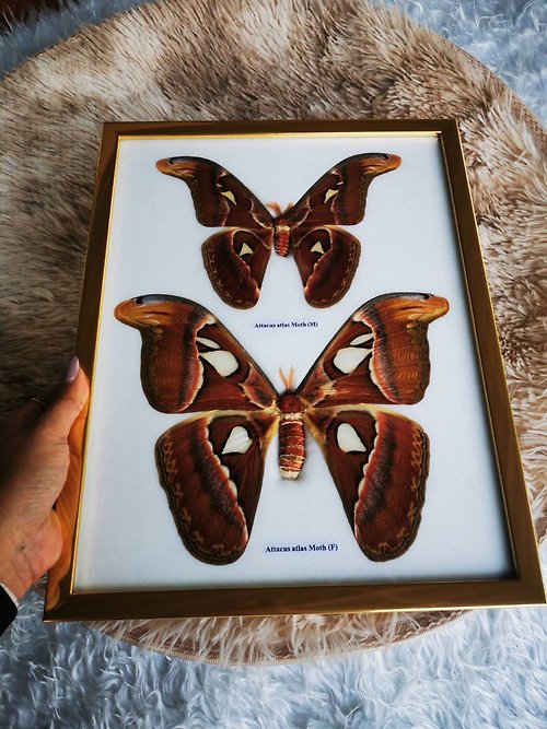 cococollection Set Atlas Moth F&M Butterfly Insect Taxidermy Golden Wood Frame Luxury Display