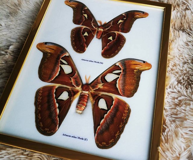 F Atlas Moth Butterfly Real Taxidermy Attacus Insect Framed Display Mounted 
