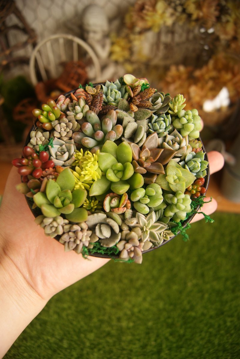 Full of happiness X succulents - ตกแต่งต้นไม้ - วัสดุอื่นๆ 