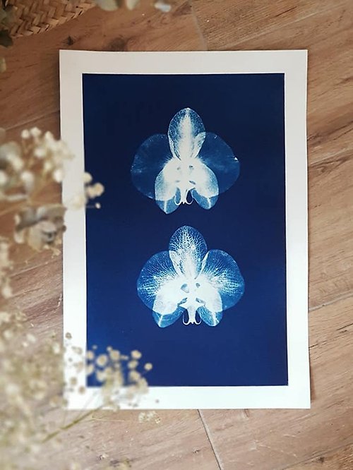 iLife 手感設計 藍晒植物圖鑑∣蝴蝶蘭∣ 8K裸圖