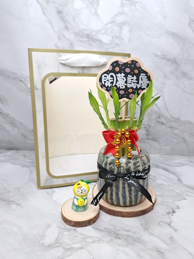 Small watermelon gift money lucky bamboo opening house housewarming promotion gift congratulatory gift hydroponic plant - Plants - Porcelain Green