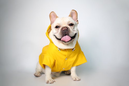 Pawky House 寵物狗連帽風雨衣 檸檬黃