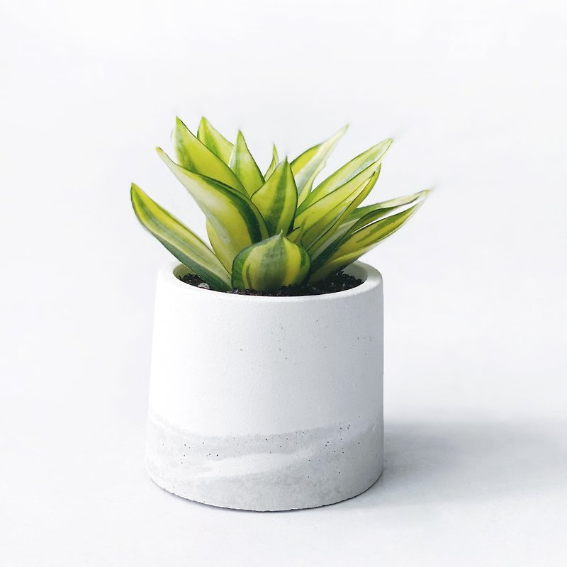 (Ready Stock) White Gray Gradient Series | Golden Sansevieria Purifying Air Round Two-Color Cement Plant - ตกแต่งต้นไม้ - พืช/ดอกไม้ สีเทา