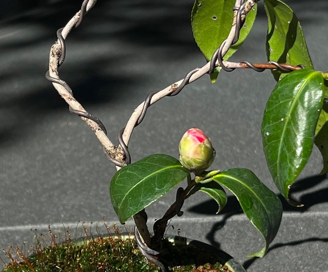 柚子浦春∣中級椿盆栽が咲きました - ショップ mu bonsai 観葉植物 