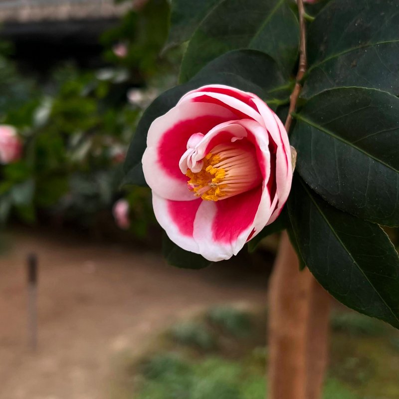 Yuzhiura Chun∣medium-grade camellia bonsai is in bloom - Plants - Pottery 