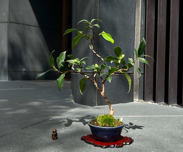 柚浦春∣中級椿盆栽が咲きました - ショップ mu bonsai 観葉植物 柚浦春∣中級椿盆栽が咲きました - ショップ mu bonsai 観葉植物