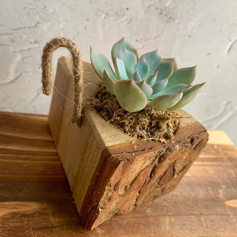 Handmade wood design potted ornaments succulents old music - ตกแต่งต้นไม้ - ไม้ 