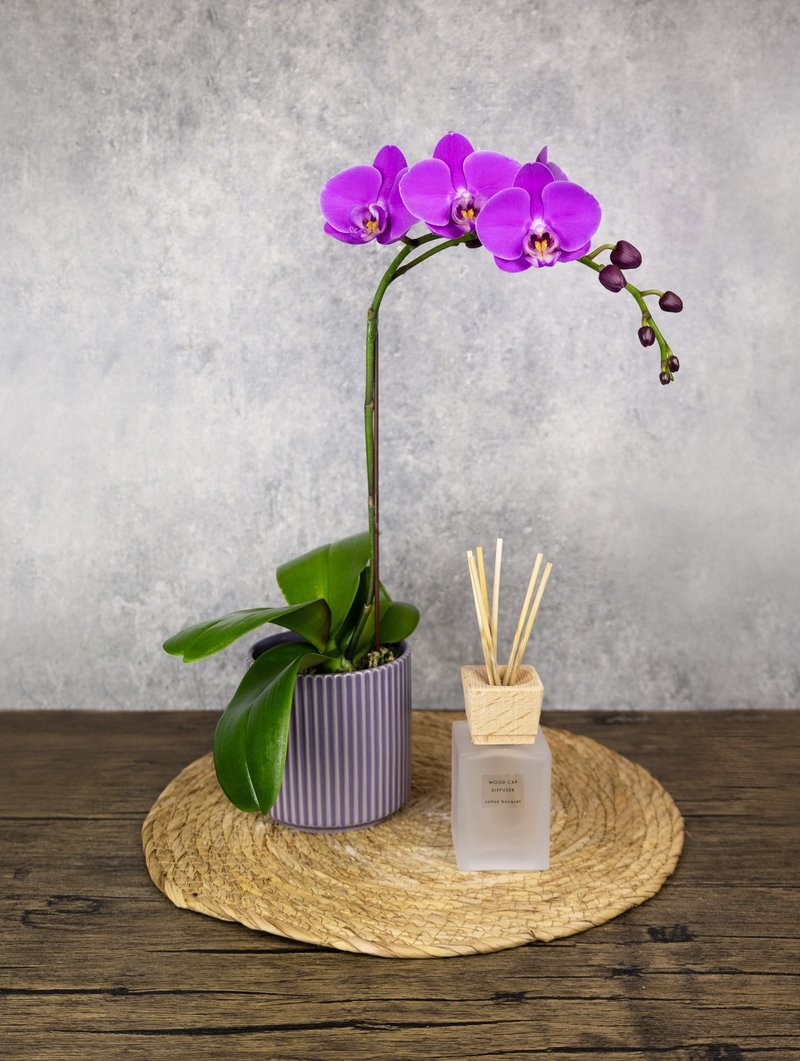 Phalaenopsis Potted Plant/Opening/Promotion/New Home Completion/Festival/Venue Decoration/Gift Giving/Texture-Firework Purple - ตกแต่งต้นไม้ - พืช/ดอกไม้ สีม่วง