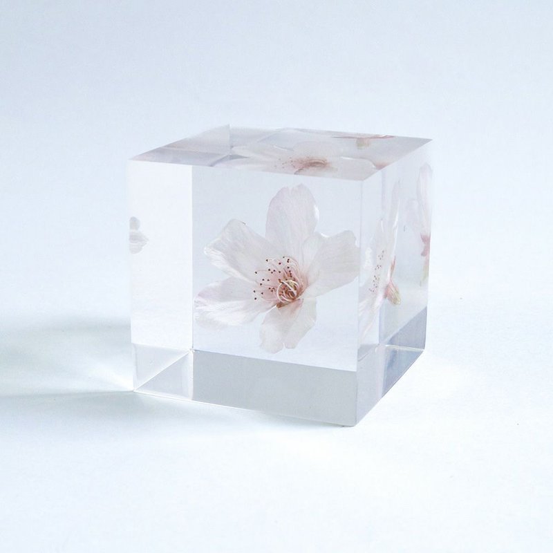 Sola cube Somei Yoshino cherry cube_pure and noble - ของวางตกแต่ง - พืช/ดอกไม้ สีใส