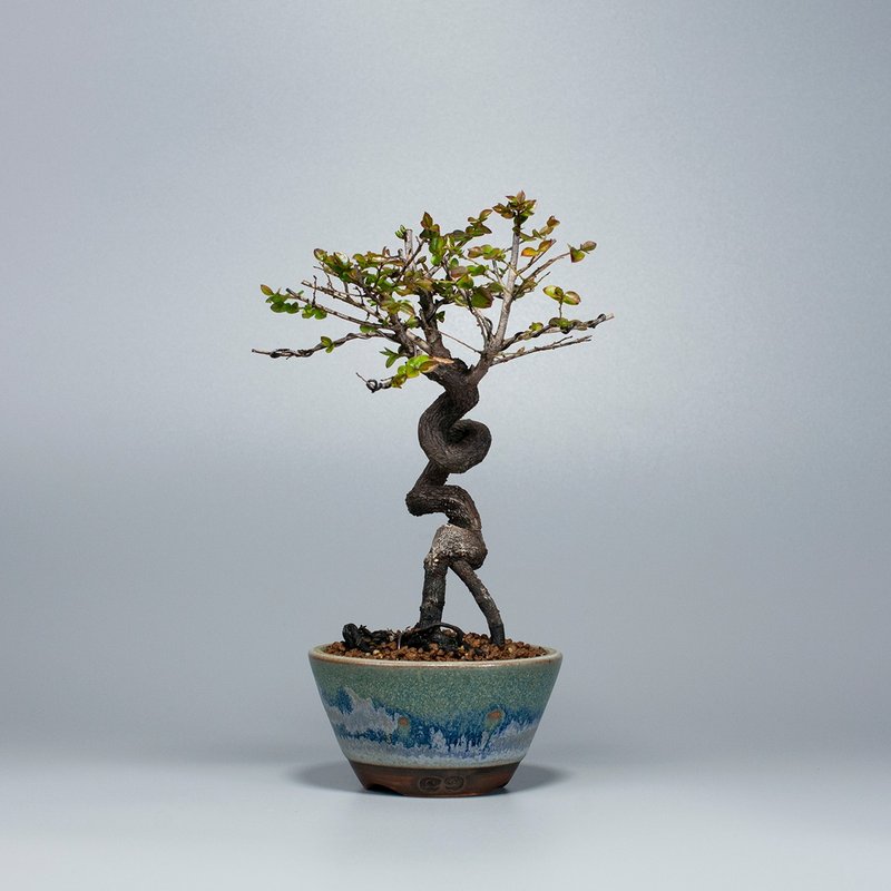 【小品盆景】小葉紫檀 禪意盆景 - 植栽/盆栽 - 植物．花 