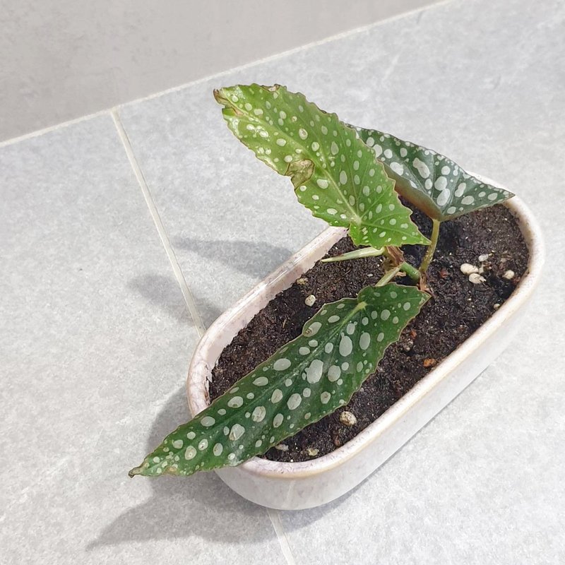 星點海棠 室內盆栽 淨化空氣 - 盆栽/植栽 - 瓷 卡其色