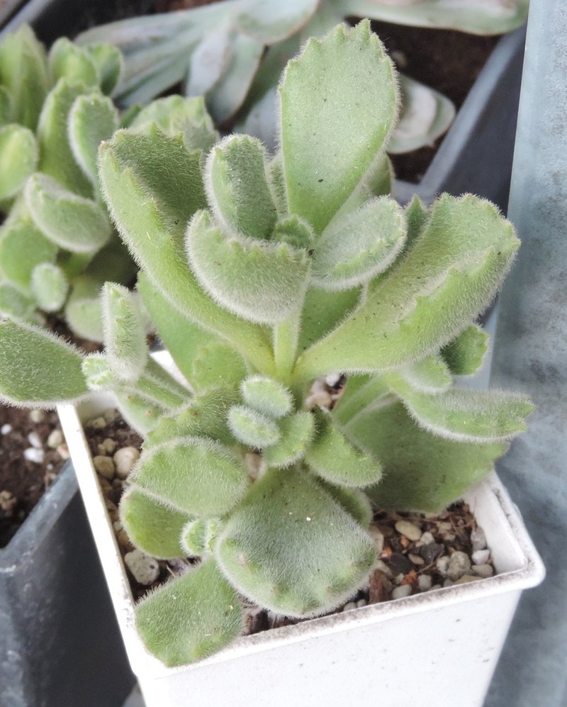 加購植栽- 多肉植物 ‧ 熊童子 - 盆栽/植栽 - 植物．花 