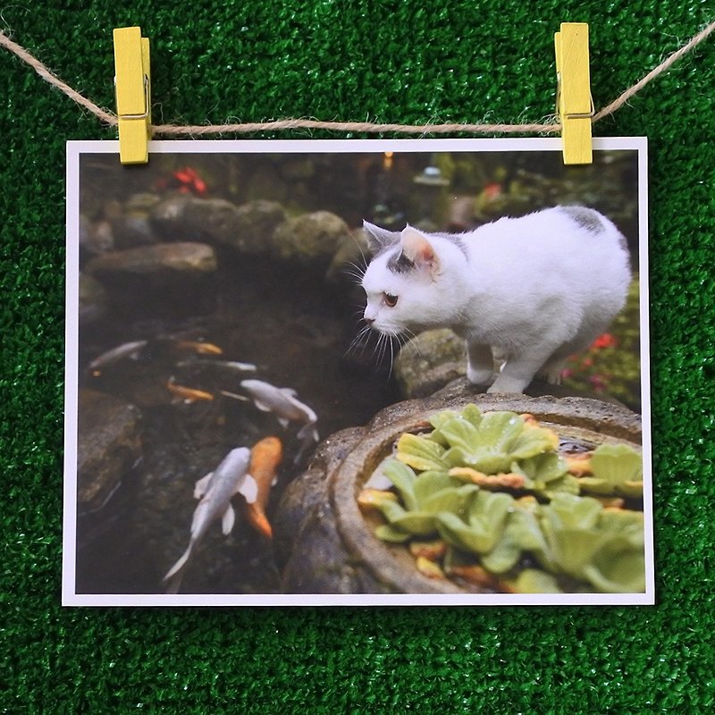 3猫屋猫写真ポストカード（写真：猫夫人）–透けて見たい - カード・はがき - 紙 