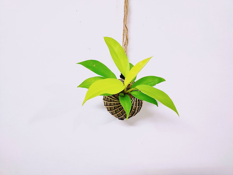 Golden Hoe Philodendron Moss Ball│Board Planting│Home Decoration│Indoor Plants - Plants - Plants & Flowers Yellow