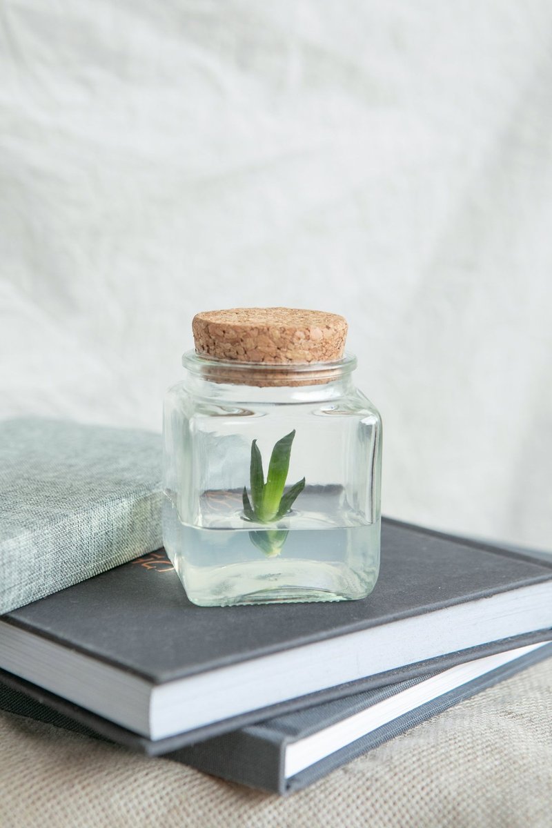 Small room bottle planted succulents series Meiji Shou natural wind No. 2 bottle - ตกแต่งต้นไม้ - แก้ว สีใส