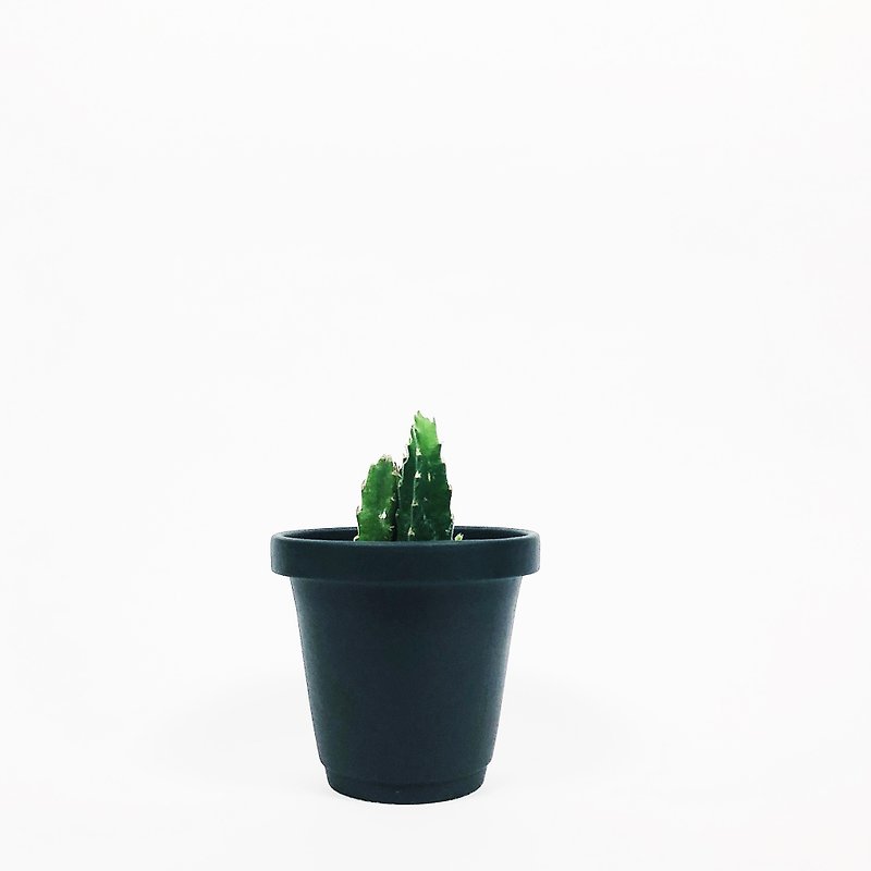 シンプルな霜降りのミニサクラソウ植物セラミックポット - マットブラック - 観葉植物 - 磁器 ブラック