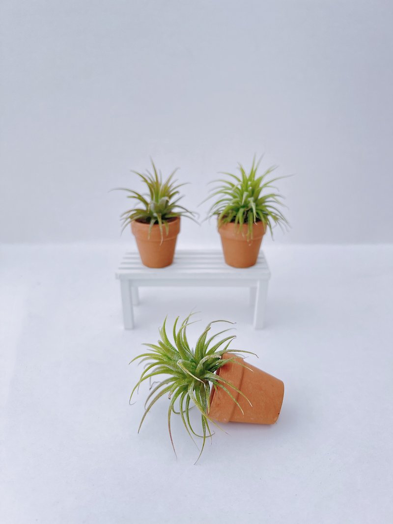 【新手友好】空氣草BB Baby air plant with planter - 植栽/盆栽 - 植物．花 