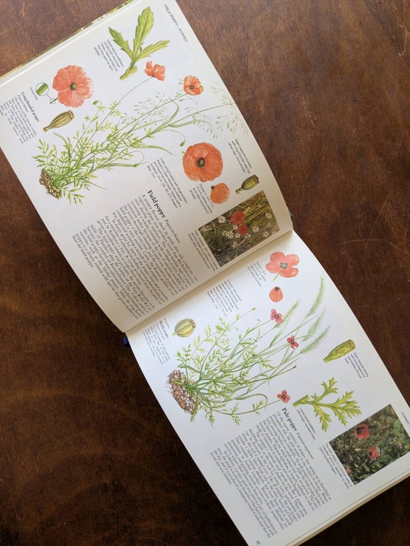 英國野生花卉實地指南/老書/古書/圖鑑/花藝/花卉書/海報 - 刊物/書籍 - 紙 黃色