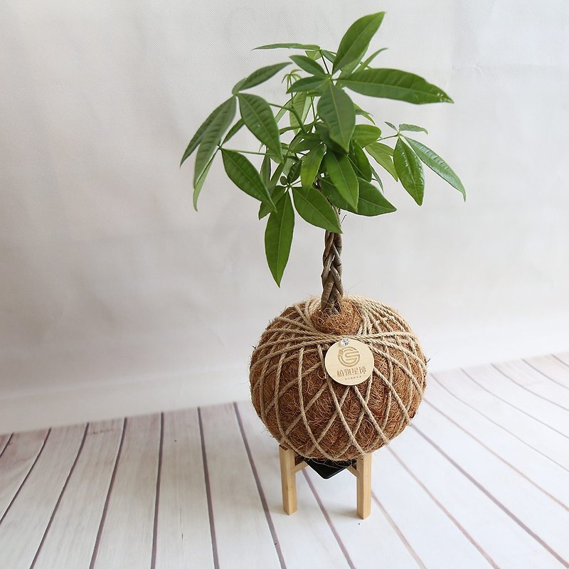 PD36 Malabar Chestnut Large Moss Ball / Money Tree Moss Ball Indoor Plant New Year's Gift New Home Completion - ตกแต่งต้นไม้ - พืช/ดอกไม้ 