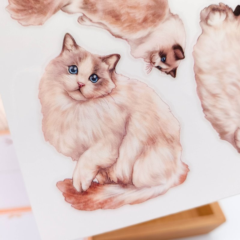 5K012_  ragdoll cat A /Transfer Stickers - สติกเกอร์ - วัสดุอื่นๆ หลากหลายสี