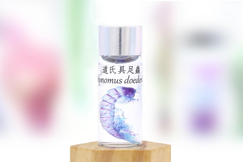 透明生物標本 - 道氏具足蟲 Bathynomus doederleinii (小) - 擺飾/家飾品 - 玻璃 