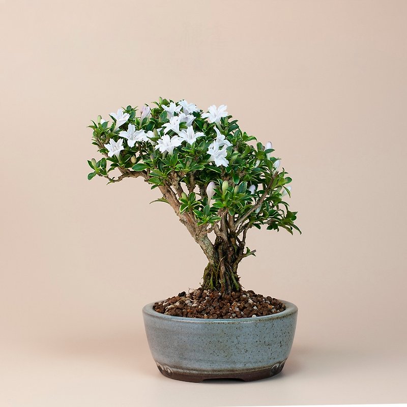 [Mini Plant] Lilac Office Plant Bean Potted Home Planting - Plants - Plants & Flowers 