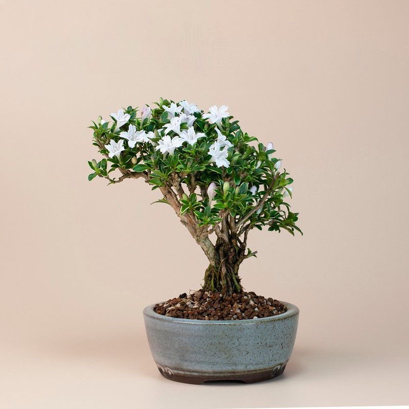 【迷你植物】香丁木 辦公室植物 豆盆栽 居家植栽 - 盆栽/植栽 - 植物．花 